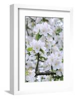 Apple Blossom, Medium Close-Up, Apple-Tree, Tree, Spring-Herbert Kehrer-Framed Photographic Print