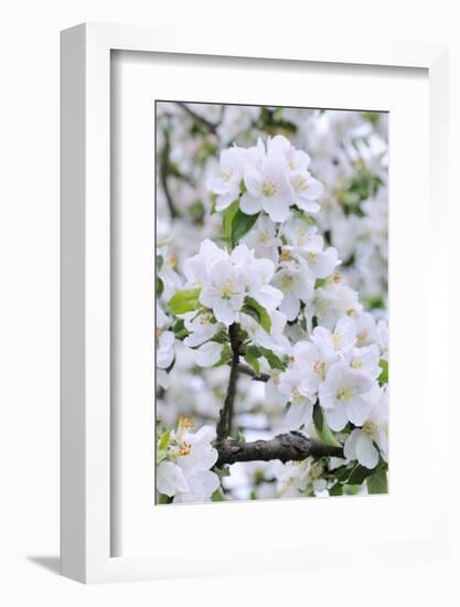 Apple Blossom, Medium Close-Up, Apple-Tree, Tree, Spring-Herbert Kehrer-Framed Photographic Print