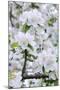 Apple Blossom, Medium Close-Up, Apple-Tree, Tree, Spring-Herbert Kehrer-Mounted Photographic Print