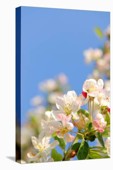 Apple Blossom on Blue Sky in Spring Garden 'Keukenhof', Holland-dzain-Stretched Canvas