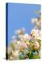 Apple Blossom on Blue Sky in Spring Garden 'Keukenhof', Holland-dzain-Stretched Canvas