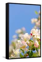Apple Blossom on Blue Sky in Spring Garden 'Keukenhof', Holland-dzain-Framed Stretched Canvas