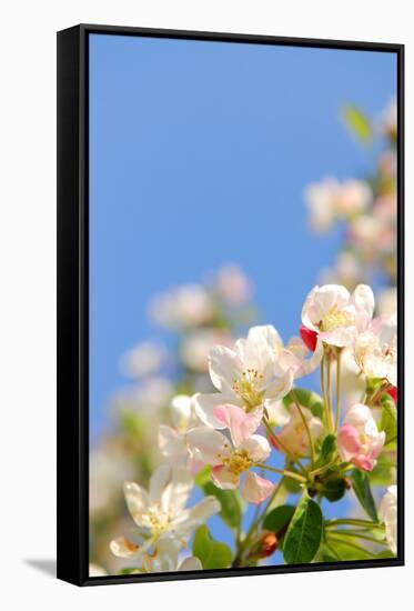 Apple Blossom on Blue Sky in Spring Garden 'Keukenhof', Holland-dzain-Framed Stretched Canvas