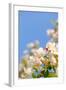 Apple Blossom on Blue Sky in Spring Garden 'Keukenhof', Holland-dzain-Framed Photographic Print