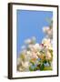 Apple Blossom on Blue Sky in Spring Garden 'Keukenhof', Holland-dzain-Framed Photographic Print