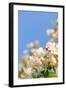 Apple Blossom on Blue Sky in Spring Garden 'Keukenhof', Holland-dzain-Framed Photographic Print