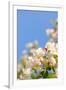 Apple Blossom on Blue Sky in Spring Garden 'Keukenhof', Holland-dzain-Framed Photographic Print