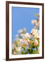 Apple Blossom on Blue Sky in Spring Garden 'Keukenhof', Holland-dzain-Framed Photographic Print