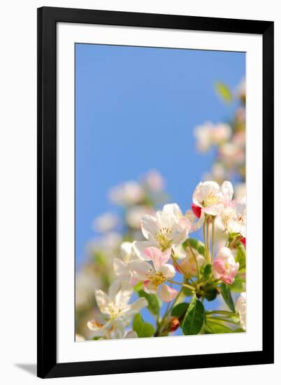 Apple Blossom on Blue Sky in Spring Garden 'Keukenhof', Holland-dzain-Framed Photographic Print