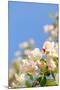 Apple Blossom on Blue Sky in Spring Garden 'Keukenhof', Holland-dzain-Mounted Photographic Print