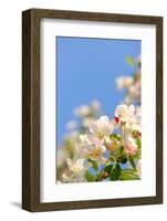 Apple Blossom on Blue Sky in Spring Garden 'Keukenhof', Holland-dzain-Framed Photographic Print