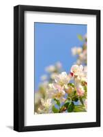 Apple Blossom on Blue Sky in Spring Garden 'Keukenhof', Holland-dzain-Framed Photographic Print