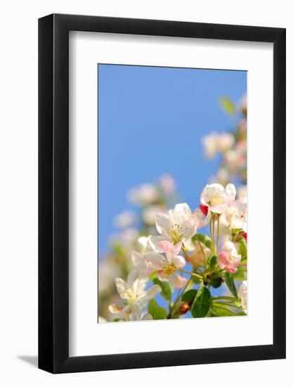 Apple Blossom on Blue Sky in Spring Garden 'Keukenhof', Holland-dzain-Framed Photographic Print