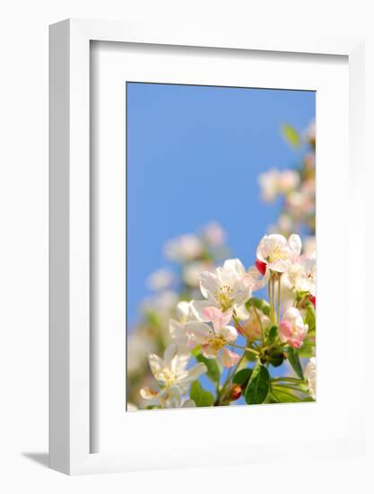 Apple Blossom on Blue Sky in Spring Garden 'Keukenhof', Holland-dzain-Framed Photographic Print