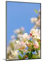 Apple Blossom on Blue Sky in Spring Garden 'Keukenhof', Holland-dzain-Mounted Photographic Print