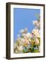 Apple Blossom on Blue Sky in Spring Garden 'Keukenhof', Holland-dzain-Framed Photographic Print