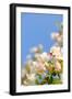 Apple Blossom on Blue Sky in Spring Garden 'Keukenhof', Holland-dzain-Framed Photographic Print