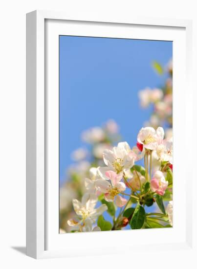 Apple Blossom on Blue Sky in Spring Garden 'Keukenhof', Holland-dzain-Framed Photographic Print