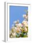 Apple Blossom on Blue Sky in Spring Garden 'Keukenhof', Holland-dzain-Framed Photographic Print