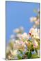 Apple Blossom on Blue Sky in Spring Garden 'Keukenhof', Holland-dzain-Mounted Photographic Print