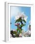 Apple Blossom on the Tree-Chris Schäfer-Framed Photographic Print