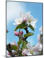 Apple Blossom on the Tree-Chris Schäfer-Mounted Photographic Print