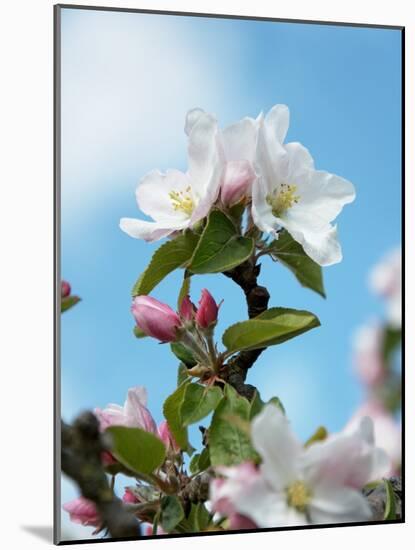 Apple Blossom on the Tree-Chris Schäfer-Mounted Photographic Print