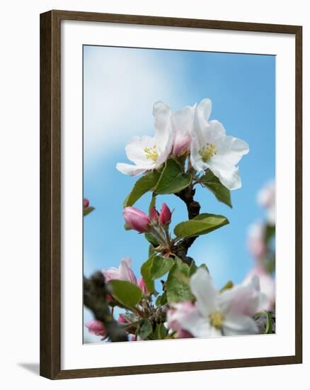 Apple Blossom on the Tree-Chris Schäfer-Framed Photographic Print