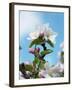 Apple Blossom on the Tree-Chris Schäfer-Framed Photographic Print