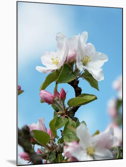 Apple Blossom on the Tree-Chris Schäfer-Mounted Photographic Print