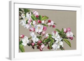 Apple Blossom-Sarah Caswell-Framed Giclee Print