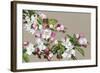 Apple Blossom-Sarah Caswell-Framed Giclee Print