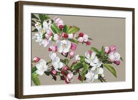 Apple Blossom-Sarah Caswell-Framed Giclee Print