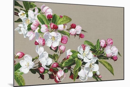 Apple Blossom-Sarah Caswell-Mounted Giclee Print