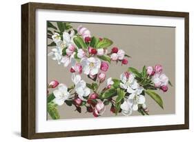 Apple Blossom-Sarah Caswell-Framed Giclee Print