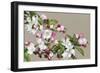 Apple Blossom-Sarah Caswell-Framed Giclee Print