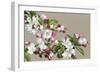 Apple Blossom-Sarah Caswell-Framed Giclee Print