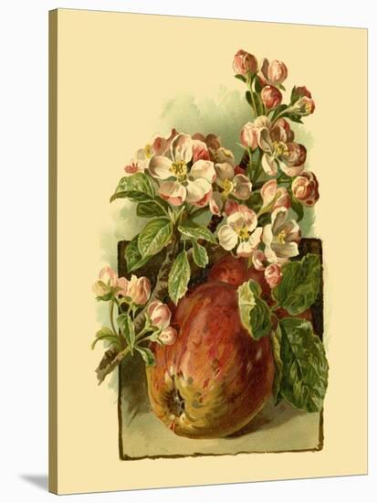 Apple Blossom-Vision Studio-Stretched Canvas