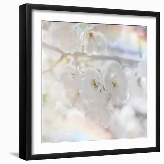 Apple Blossoms 01-LightBoxJournal-Framed Giclee Print
