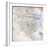 Apple Blossoms 01-LightBoxJournal-Framed Giclee Print