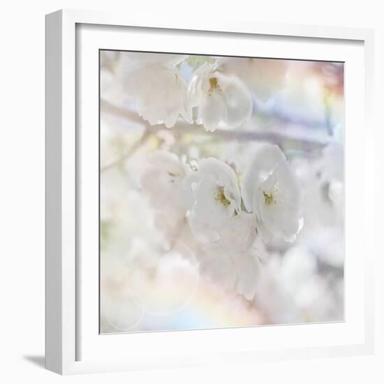 Apple Blossoms 01-LightBoxJournal-Framed Giclee Print