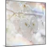 Apple Blossoms 01-LightBoxJournal-Mounted Giclee Print