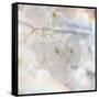 Apple Blossoms 01-LightBoxJournal-Framed Stretched Canvas