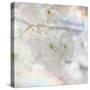 Apple Blossoms 01-LightBoxJournal-Stretched Canvas