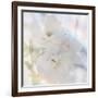 Apple Blossoms 02-LightBoxJournal-Framed Giclee Print