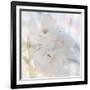 Apple Blossoms 02-LightBoxJournal-Framed Giclee Print