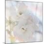 Apple Blossoms 02-LightBoxJournal-Mounted Giclee Print