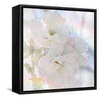 Apple Blossoms 02-LightBoxJournal-Framed Stretched Canvas