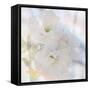 Apple Blossoms 02-LightBoxJournal-Framed Stretched Canvas