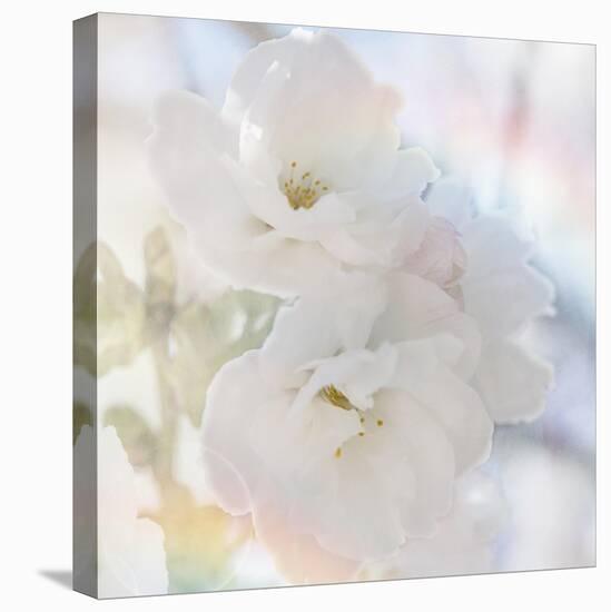 Apple Blossoms 02-LightBoxJournal-Stretched Canvas